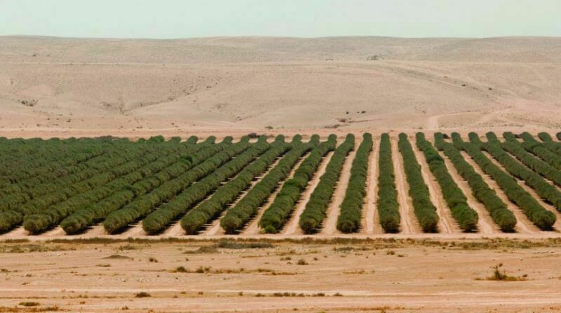 4 самых необычных места на планете, где выращивают растения 4 самых необычных места на планете, где выращивают растения зелень,планета,растения