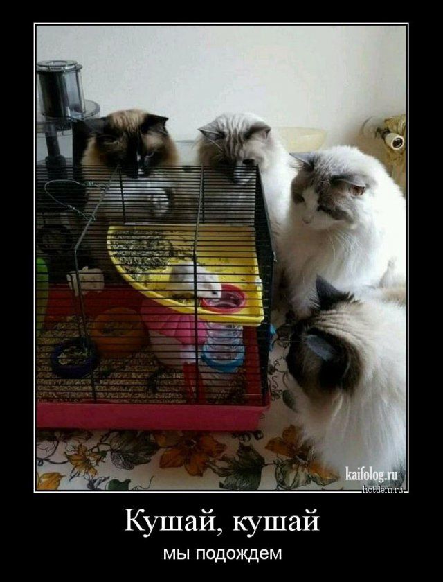 Подборка зачетных, смешных и веселых демотиваторов со смыслом Подборка зачетных, смешных и веселых демотиваторов со смыслом демотиваторы свежие,приколы,смешные демотиваторы,юмор