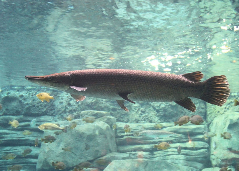 Аллигаторовая щука: огромная древняя рыба, которая может дышать атмосферным воздухом