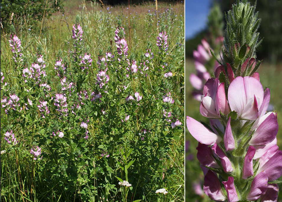 11 чудодейственных растений при хроническом простатите!