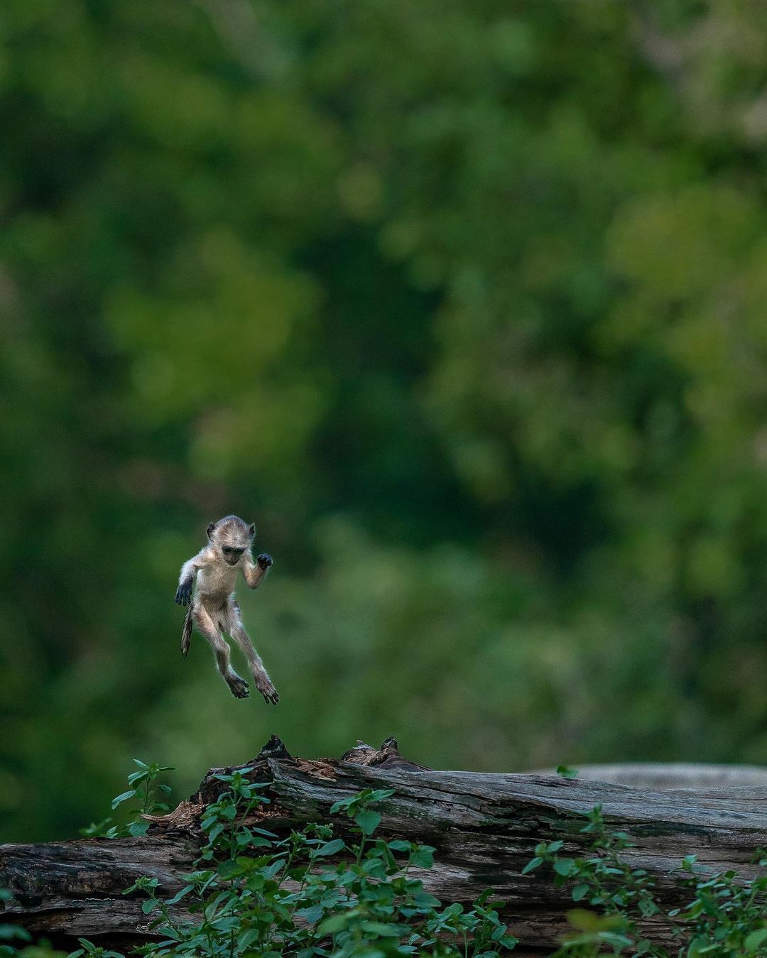Дикие животные на снимках от Варуна Адитья