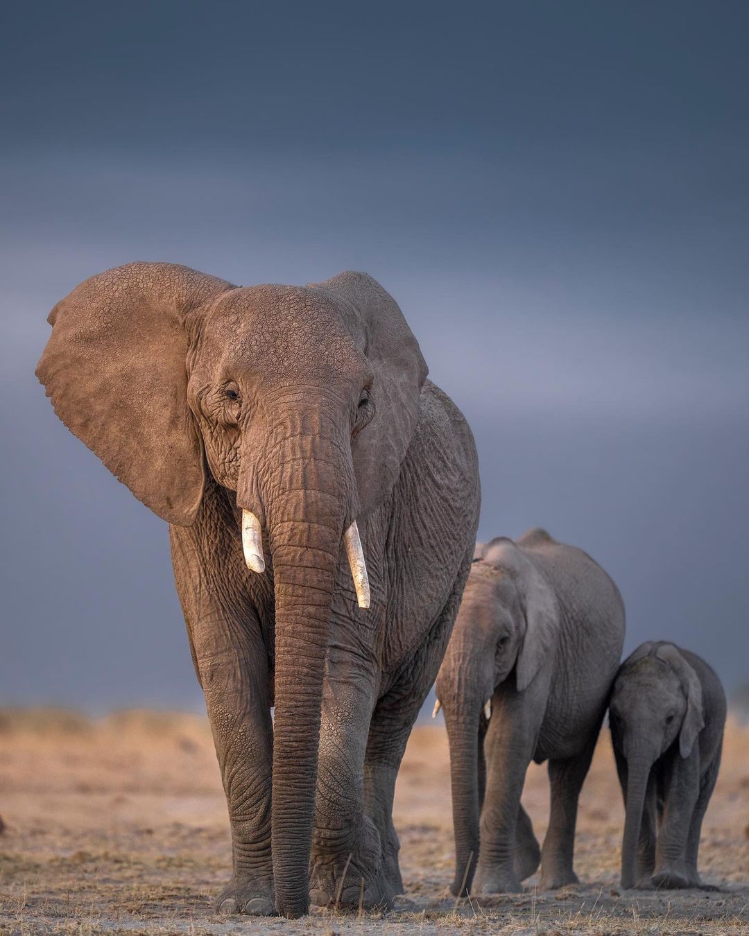 Дикие животные на снимках от Варуна Адитья