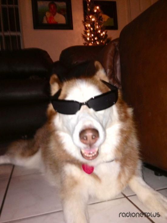 Эти смешные животные Эти смешные животные