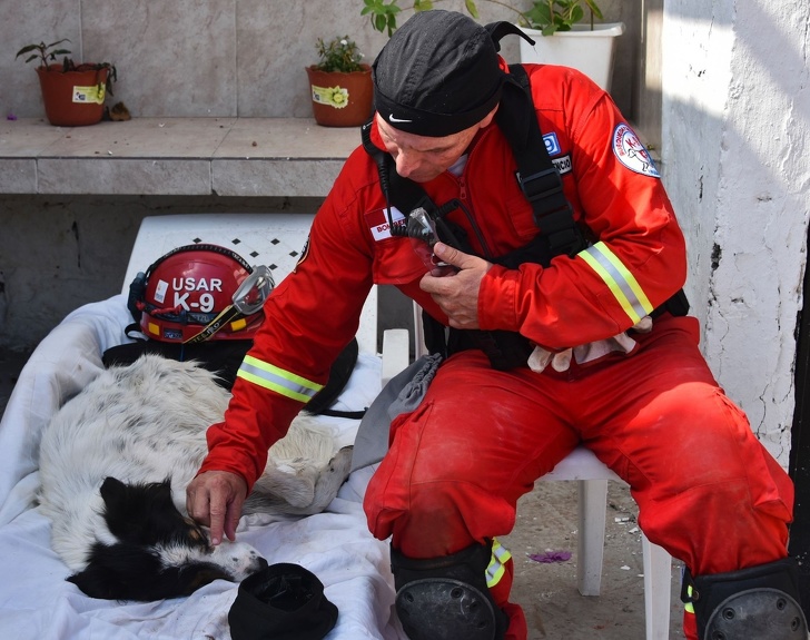 17 доказательств того, что мы не заслуживаем собак 17 доказательств того, что мы не заслуживаем собак супер