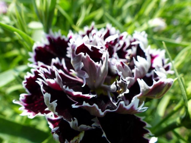 Гвоздика Геддевига (Dianthus chinensis var. heddewigii) известна своими чёрно-багровыми цветками с контрастной белой каймой.