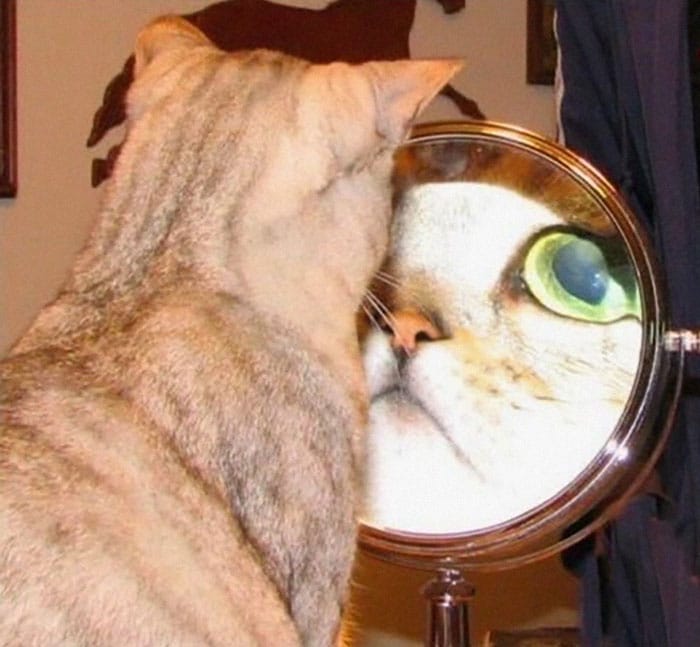 увеличенное отражение кота в зеркале