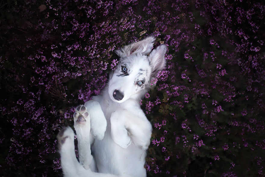 портреты собак польского фотографа 