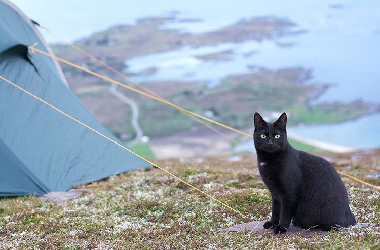 #campingwithcat, путешествие с кошкой, поход с кошкой