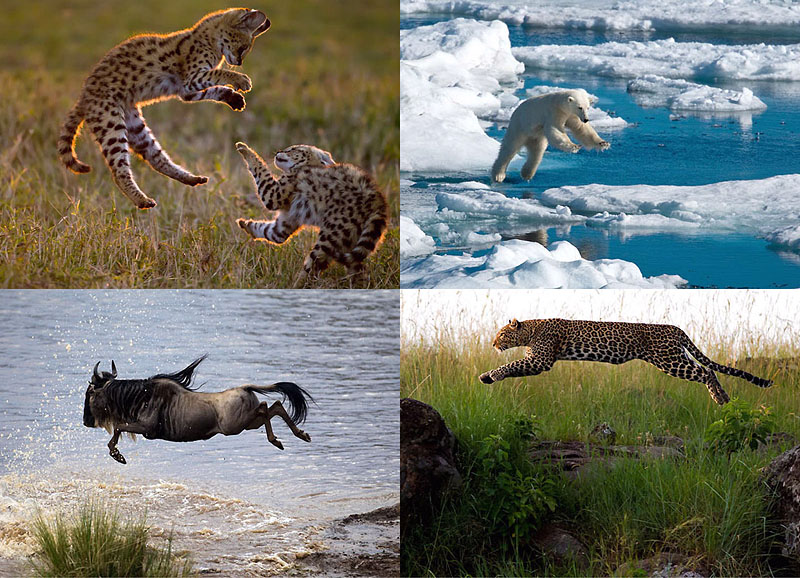 Фотография: Животные в полете №1 - BigPicture.ru