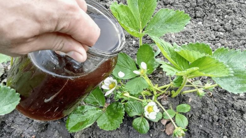 Подкормка для клубники в мае и вы будете с крупными сладкими ягодами