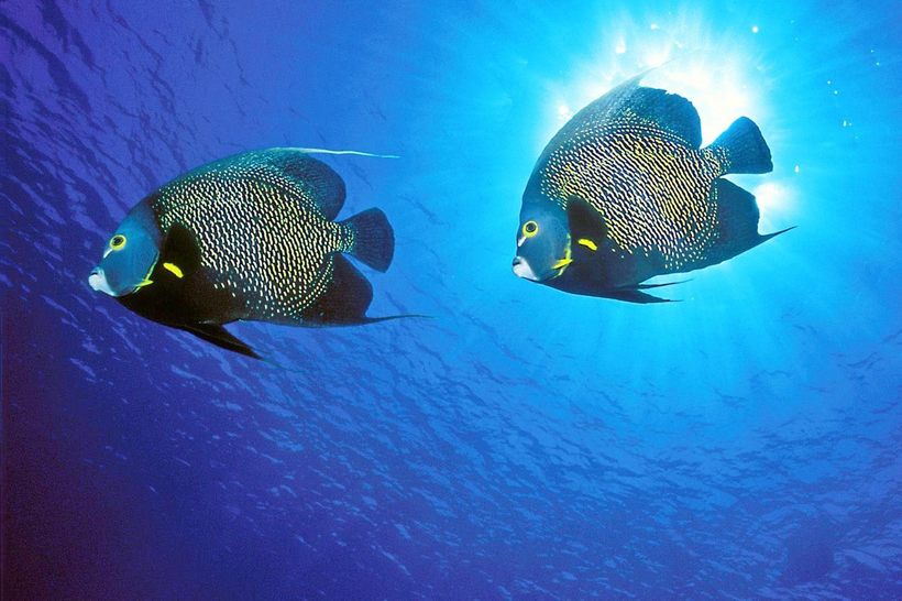 Блог - 10 самых крепких семейных пар животного мира 10 самых крепких семейных пар животного мира