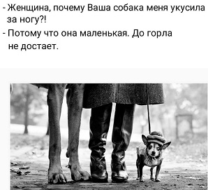 Тибетский мастиф. Два... знакомая, птичку, наверное, плечо, кормит, совсем, вороны, когда, права, Штрафовалкато, выросла, поверили, матерей, обсуждают, влияние, такихто, сексуально, сержант, удовлетворенных, дорожного