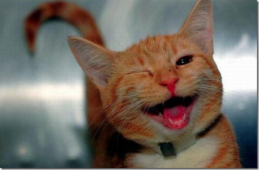 Полная Котовасия! Полная Котовасия! смешные картинки