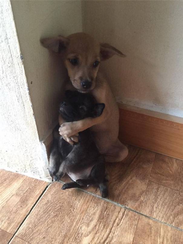 Los cachorros de un templo budista, que siempre que se abrazan