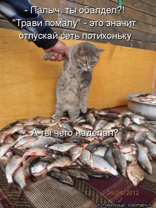Новая котоматрица 