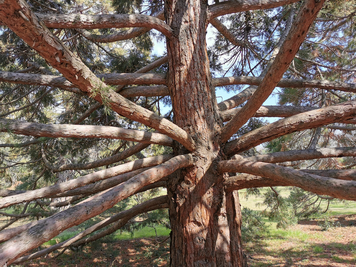 Мамонтово дерево. Фото Жанны Швыдкой