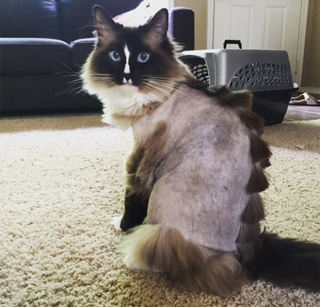 Когда хотел динозавра, но завел кота Когда хотел динозавра, но завел кота