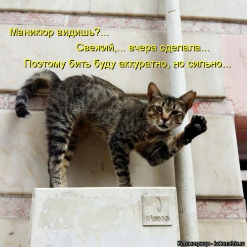 Свежая котоматрица для всех (40 фото)