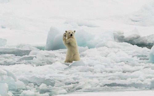 Классные фотоприколы! Классные фотоприколы! смешные картинки