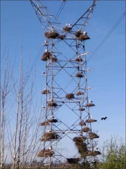 Забавная подборка дня Забавная подборка дня