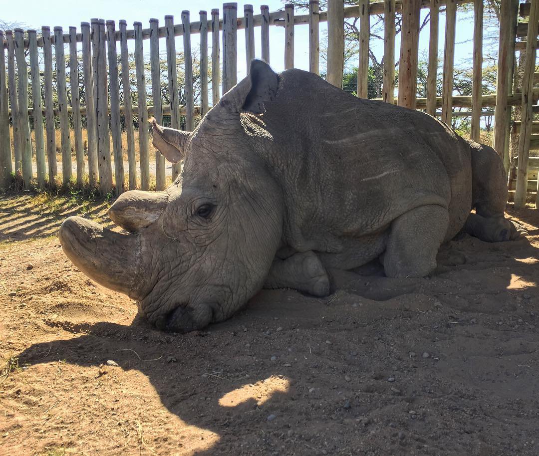 Последний шанс последнего северного белого носорога на Земле путешествие,экология