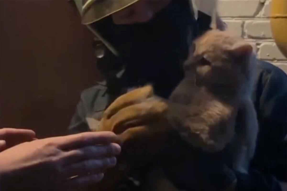 В Москве спасение кота, застрявшего в стене дома, попало на видео