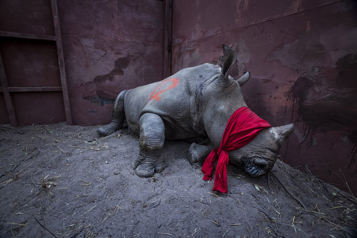 Победители World Press Photo 2018