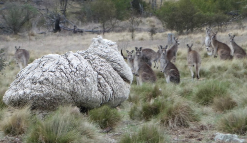 Самая нестриженая овца мира Австралия,животные,интересное,книга рекордов Гиннеса,овца,шерсть