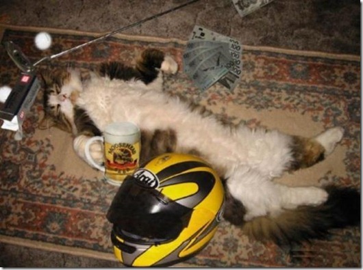 Полная Котовасия! Полная Котовасия! смешные картинки