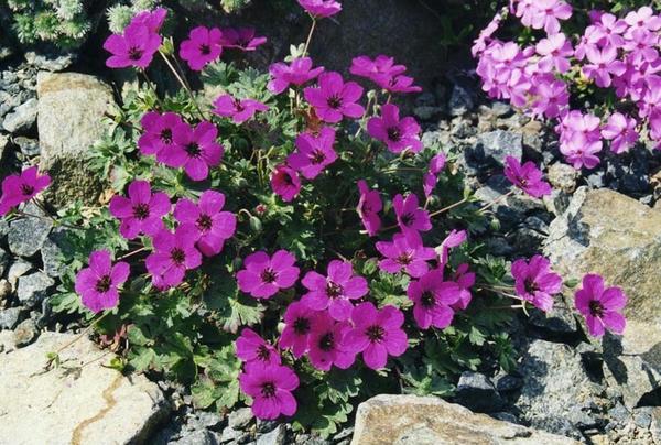 Герань сизая subsp. subcaulescens. Фото с сайта www.florini.ru
