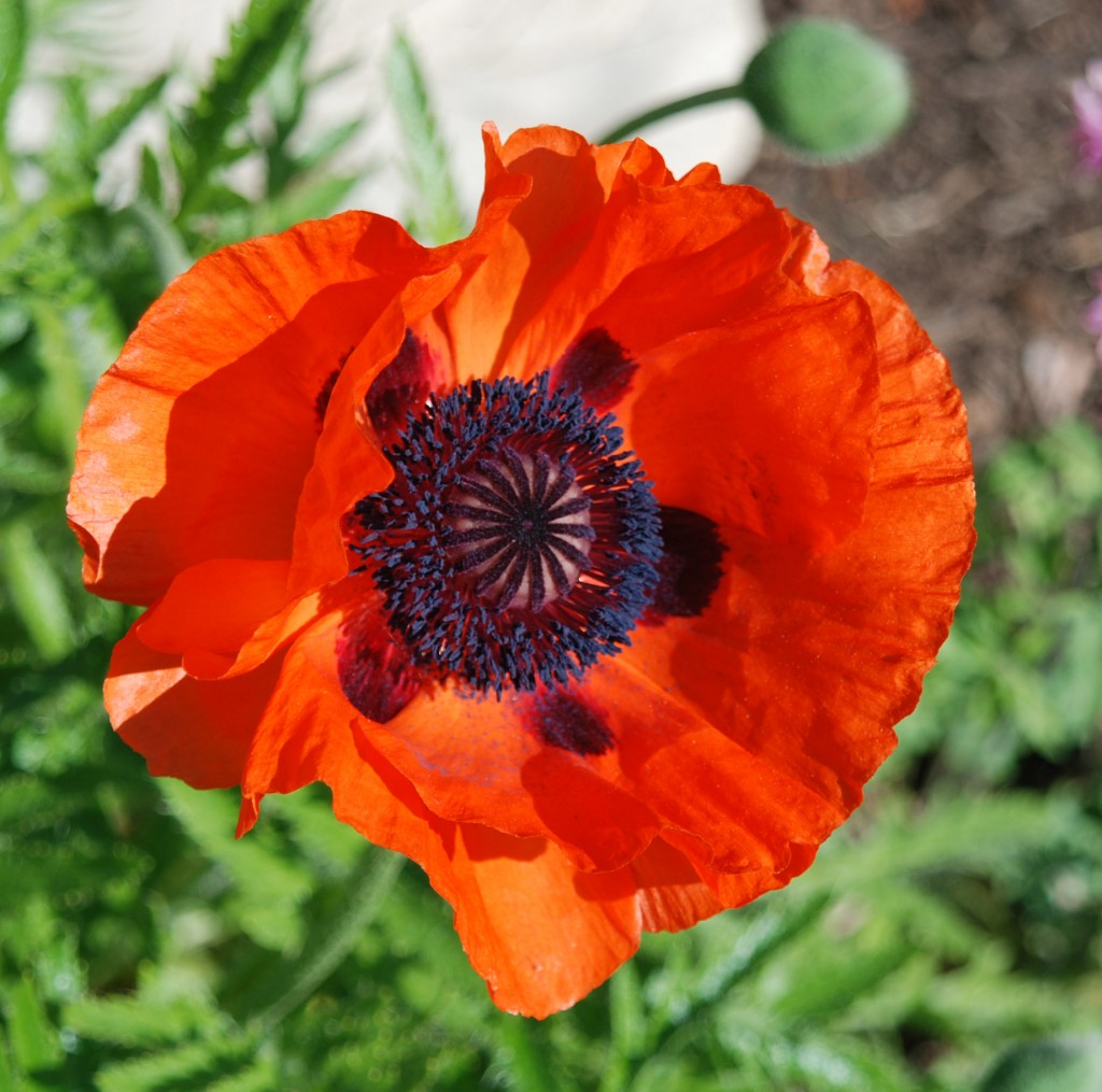 Апрельские посевы цветов и декоративных растений рассада цветов в апреле