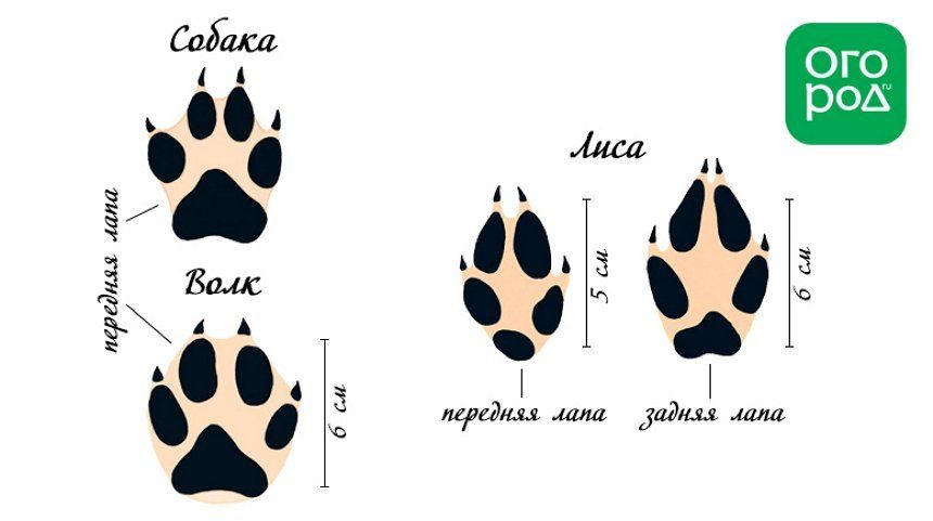 Следы животных и птиц на снегу – схемы с названиями следы, могут, только, снегу, отпечатки, оставляют, зимой, участке, защите, довольно, очень, позаботьтесь, легко, своем, шерсти, поскольку, крупнее, например, которые, похожи