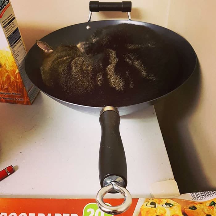 Spent 10 Minutes Looking For My Cat Before I Went To Bed, Found Him Asleep In A Wok On Top Of The Freezer