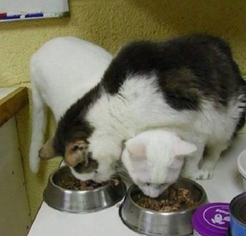 Кошки, которые разучились правильно ест