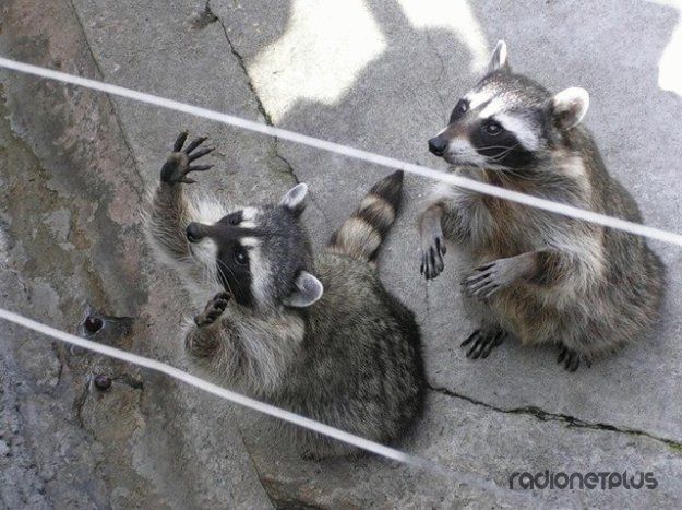 Эти смешные животные Эти смешные животные