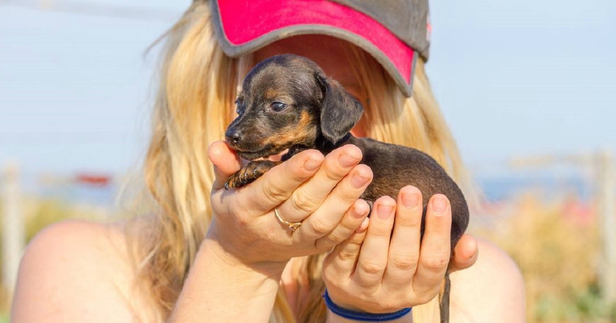 Puppygirl. Собака Максимка. Таксёныш. Puppygirl’s.