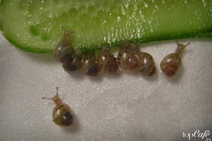 Интересные факты об улитках: Гермафродиты