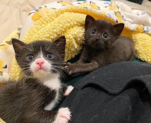 Без кота и жизнь не та