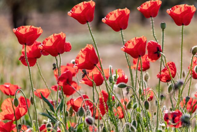 Самые красивые виды маков Papaver, выращивания, растение, полное, регионах, чтобы, цветков, цветки, который, Meconopsis, других, растения, солнце, Высота, альпийский, многолетнее, самосев, цветение, выращивается, полном