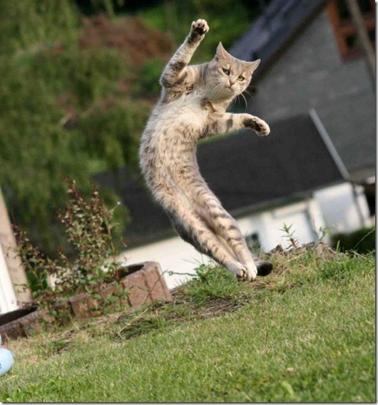 Полная Котовасия! Полная Котовасия! смешные картинки