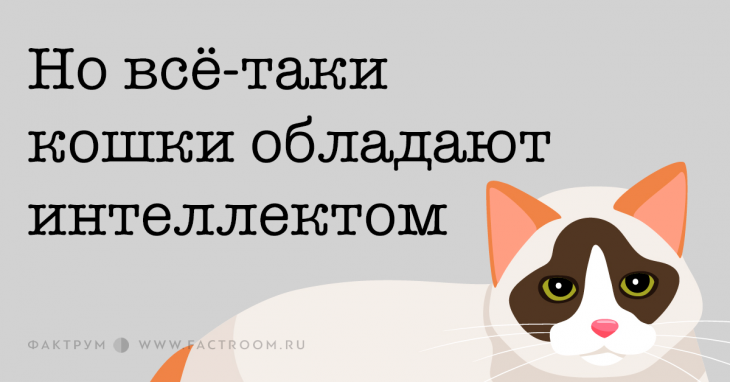 Важные факты о кошачьем уме и повадках, которые должен знать каждый котовладелец кошки, поэтому, кошек, то она, может, могут, кошку, лапами, кошка, минут, больше, только, забудет, заболевание, с легкостью, заманить, пушистые, которые, языка, страдают