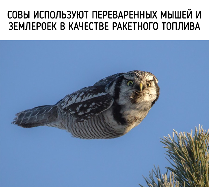 забавные факты о животных