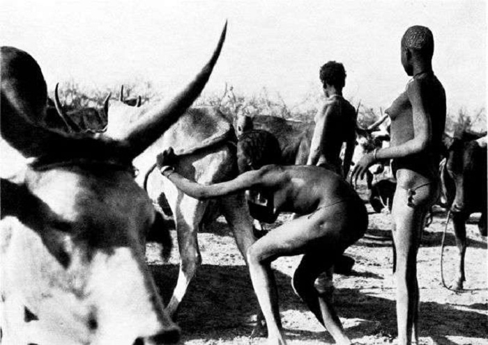 Мальчики племени бубал вылизывают коровьи гениталии. | Фото: free-eyes.com.