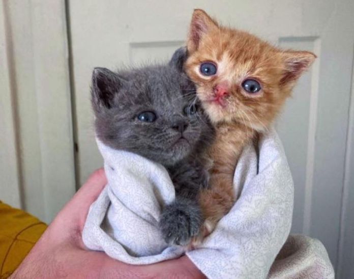 Без кота и жизнь не та