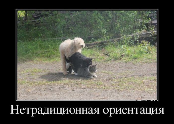 ДЕВЯТОЕ КОТЮЛЯ демотиваторы,животные,позитив,приколы,Смешные животные