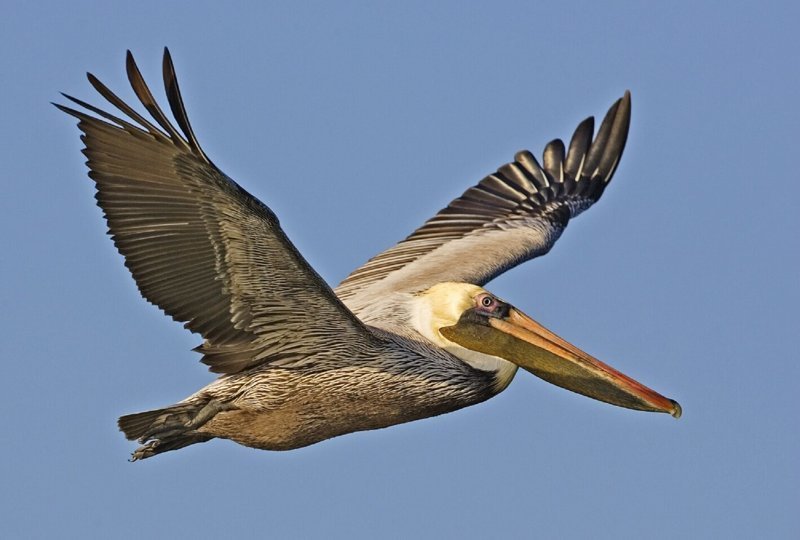 Пеликан великолепие, животные, интересное, красота, полет, птицы, факты