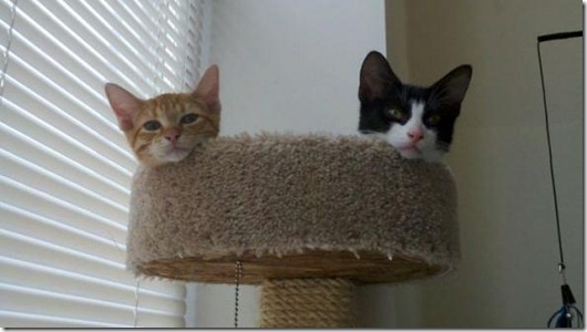 Полная Котовасия! Полная Котовасия! смешные картинки