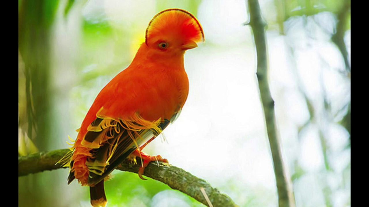 Orange birds. Ивинский скальный петушок. Гвианский скальный петух. Самка Гвианского скального петушка. Перуанский скальный петушок.