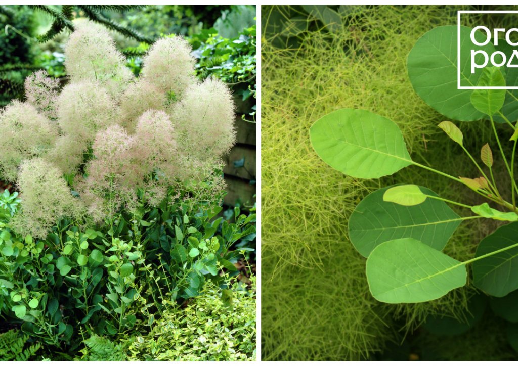 Скумпия кожевенная (Cotinus coggygria)