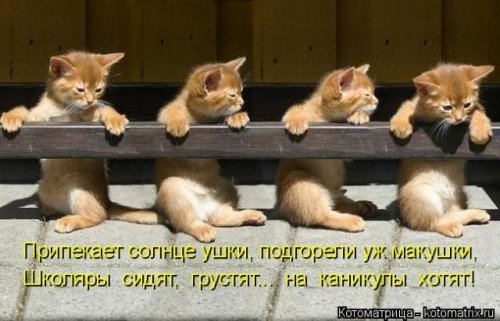 Новая котоматрица (36 фото)